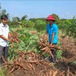 Mandioca: De Alimento Regional a Commodity Estratégica Global