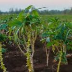Farinha de Sergipe na “Terra das Massas”: Exportação para a Itália marca nova era para a Mandioca Brasileira