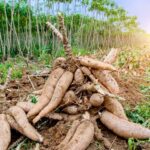 Produção de mandioca em Goiás salta 83% e valor chega a R$ 213 milhões